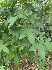 Liquidambar styraciflua image