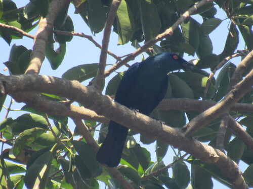 iNaturalist image