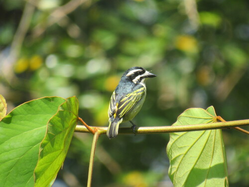 iNaturalist image