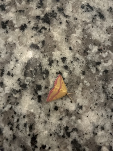 Chickweed Geometer Moth