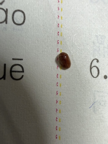 Lasioderma serricorne, 2026-10-08