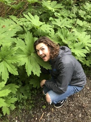 Petasites frigidus palmatus