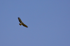 Buteo buteo buteo