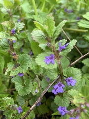 Glechoma hederacea