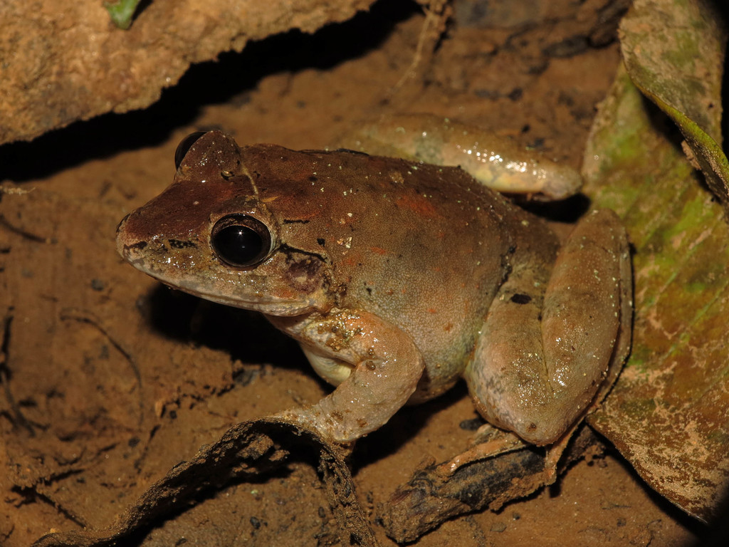 Moluccas Wart Frog