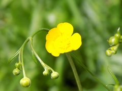 Ranunculus auricomus