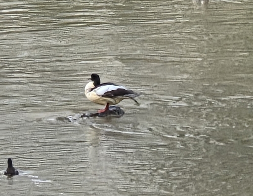 Common Merganser