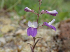 Collinsia linearis
