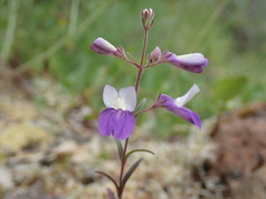 Collinsia linearis