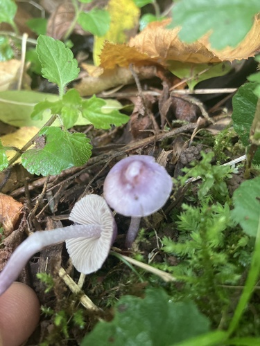 Lilac Bonnet