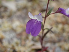 Collinsia linearis