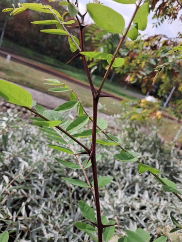black locust