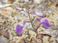 Collinsia linearis