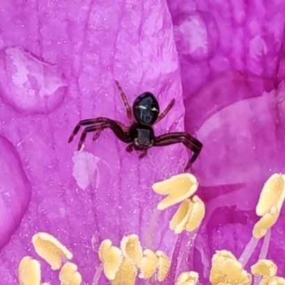 Napoleon Spider