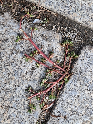 Common Purslane