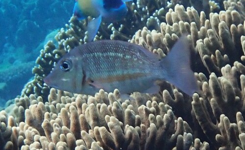 Lethrinus obsoletus observed 2026-10-08