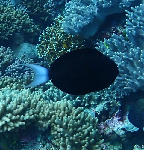 Acanthurus thompsoni observed 2026-10-08