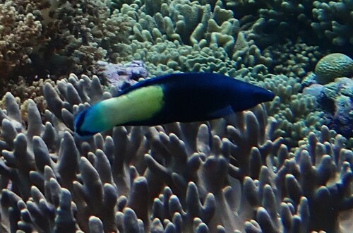 Labroides bicolor observed 2026-10-08