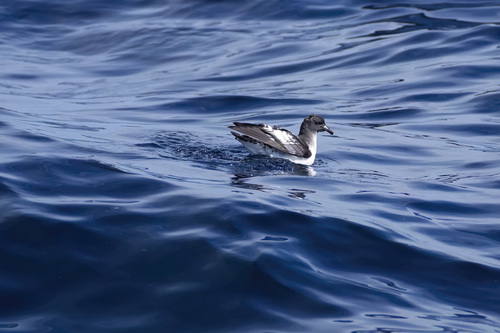 iNaturalist image