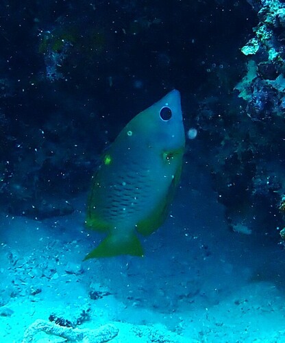Epibulus brevis observed 2026-10-08