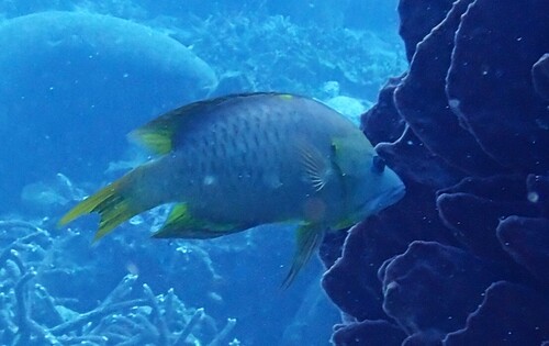 Epibulus brevis observed 2026-10-08