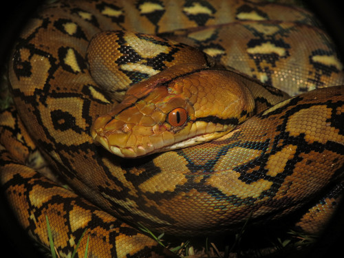 Photo of a Reticulated Python (Malayopython reticulatus)