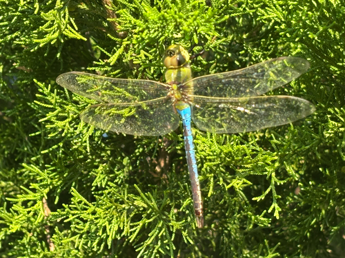 Common Green Darner