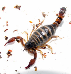 Bothriurus keyserlingi