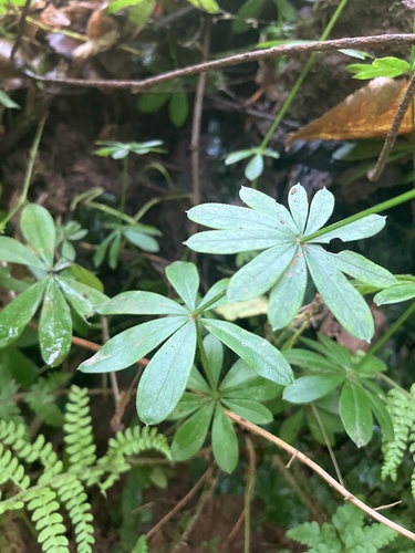 Sweet Woodruff