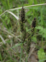 Carex hartmanii