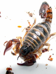 Bothriurus keyserlingi