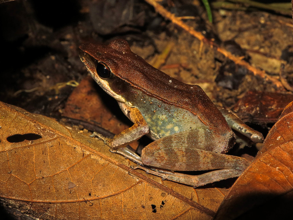 Celebes Frog