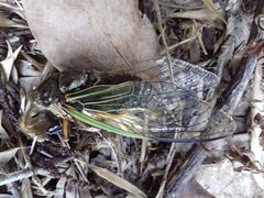 Cryptotympana facialis