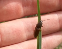 Athous haemorrhoidalis