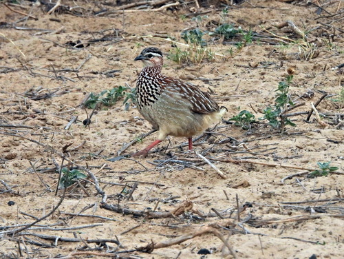 iNaturalist image