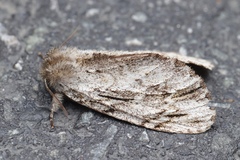 Microphalera grisea
