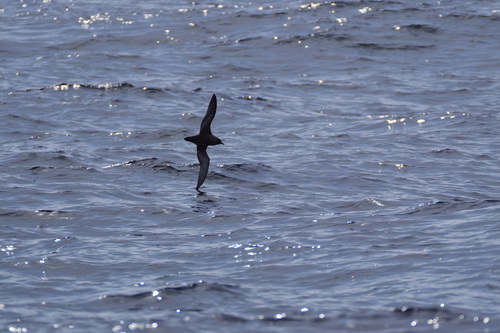Puffinus tenuirostris observed 2026-09-23
