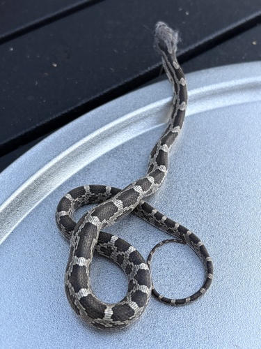 Central Ratsnake