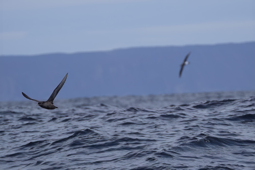 Puffinus tenuirostris observed 2026-09-23