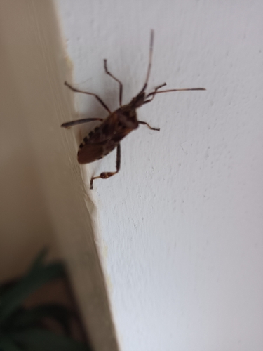 Western Conifer Seed Bug