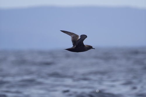 Puffinus tenuirostris observed 2026-09-23