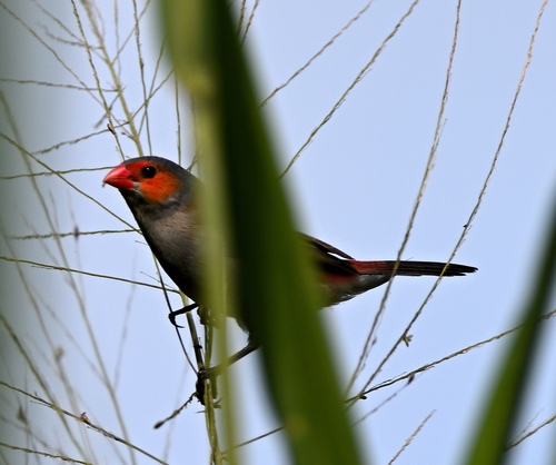 iNaturalist image