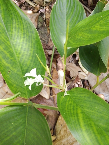 Donax canniformis observed 2026-09-24