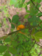 Phragmidium rosae-multiflorae