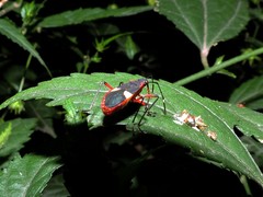 Dysdercus albofasciatus