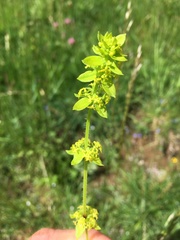 Cruciata laevipes