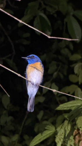 Cyornis turcosus observed 2026-09-22