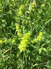 Cruciata laevipes