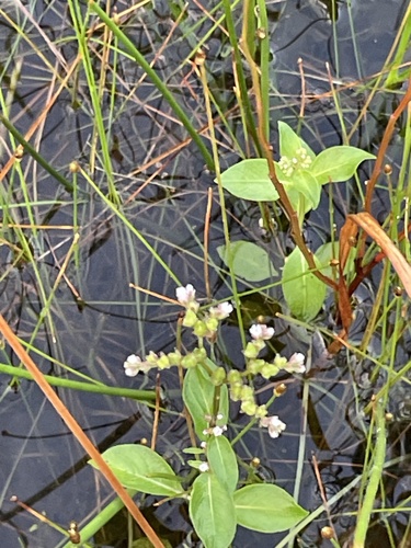 Mitreola petiolata observed 2026-10-09