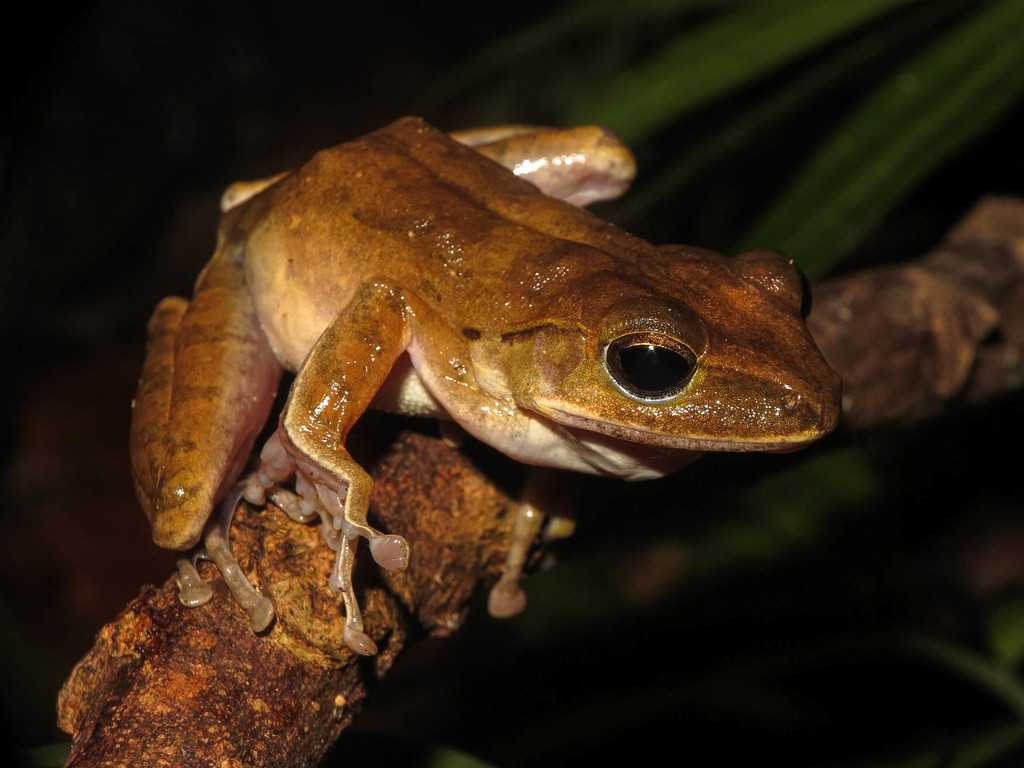 Sulawesi Tree Frog